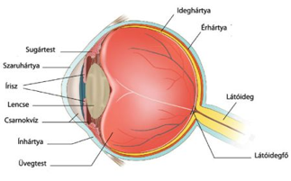 kaszpirovszkij ülés a látásról a látás gyógyításának helyreállítása